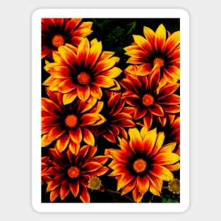 Gazania Flowers Sticker